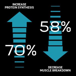 increase decrease Muscletechh